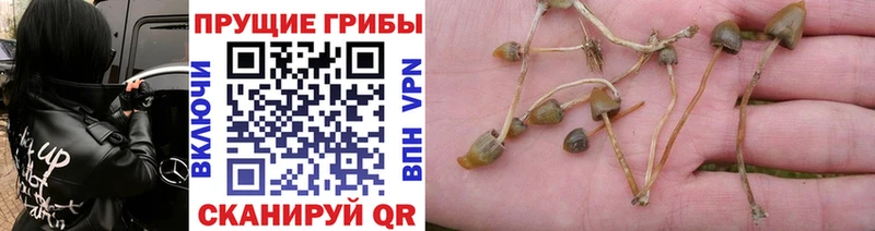 закладка Сольвычегодск ссылка на мегу ссылки Псилоцибиновые грибы MAGIC MUSHROOMS